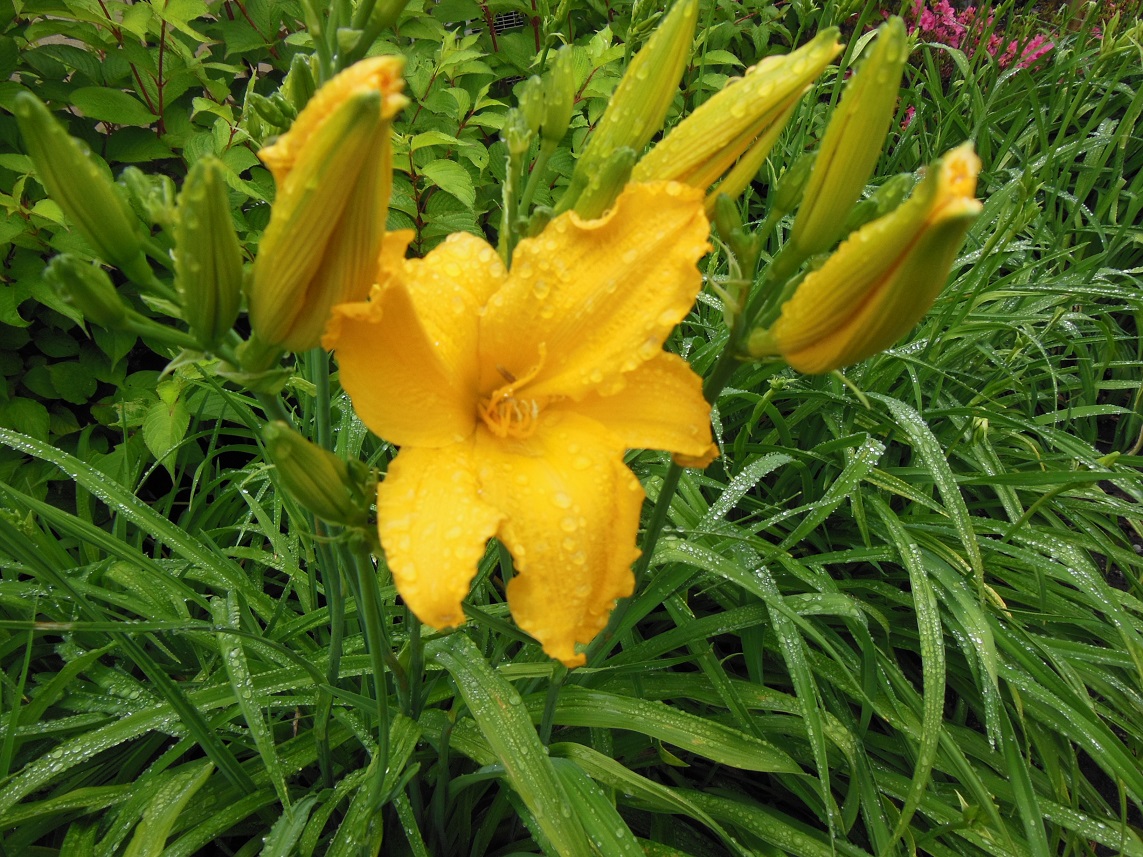 Hemerocallis