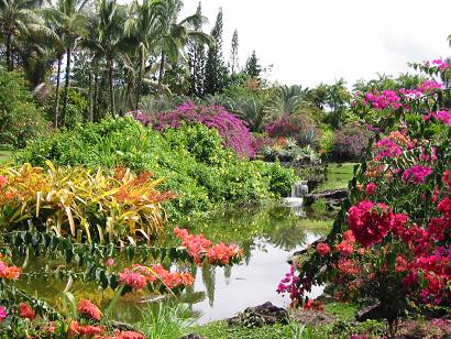 Park in Hawaii Island