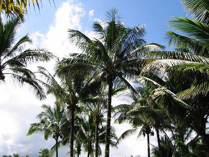 Coconut Palm Tree