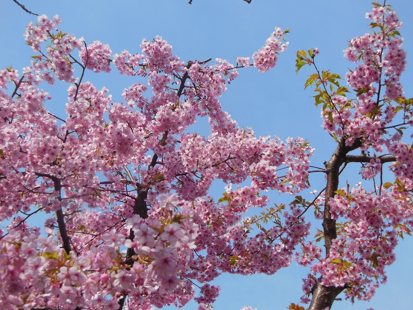 河津桜