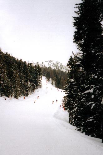 Ski run in the forest